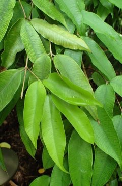Myrciaria vexator Blue Grape, False Jaboticaba Myrciaria vexator Blue Grape, False Jaboticaba